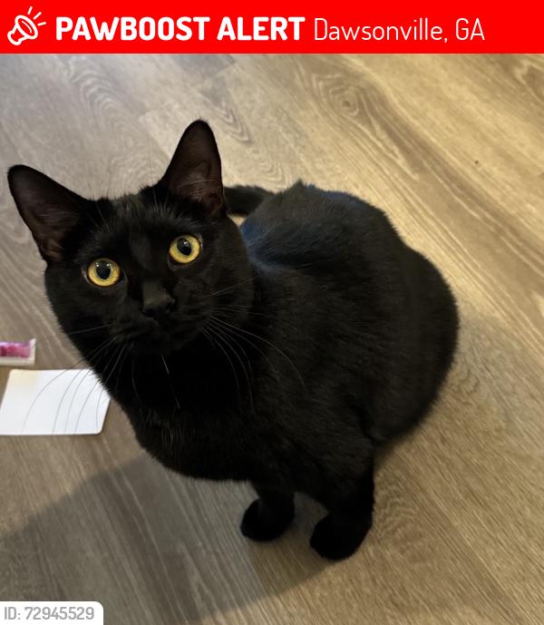 Lost Female Cat last seen Brookwood Dr/ Townsend, Dawsonville, GA 30534