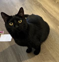 Lost Female Cat last seen Brookwood Dr/ Townsend, Dawsonville, GA 30534