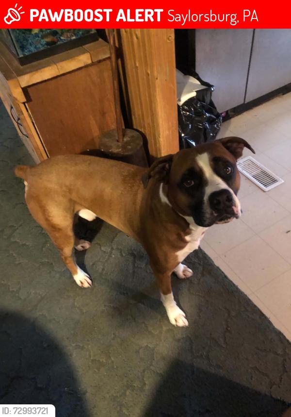 Lost Male Dog last seen Upper smith gap rd, Saylorsburg, PA 18353