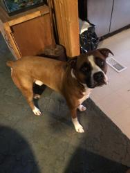 Lost Male Dog last seen Upper smith gap rd, Saylorsburg, PA 18353