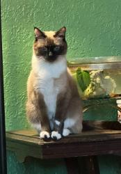 Lost Female Cat last seen Concordia , Moorhead, MN 56560