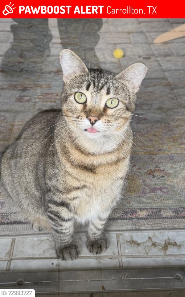 Lost Male Cat last seen Near Green Ridge Ct, Carrollton, TX 75007