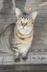 Lost Male Cat last seen Near Green Ridge Ct, Carrollton, TX 75007