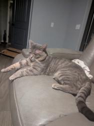 Lost Male Cat last seen Around South sara road, Oklahoma City, OK 73179