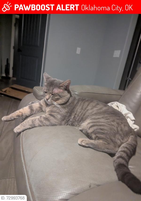 Lost Male Cat last seen Around South sara road, Oklahoma City, OK 73179