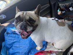 Found/Stray Unknown Dog last seen Berry View, Livingston Parish, LA 70726