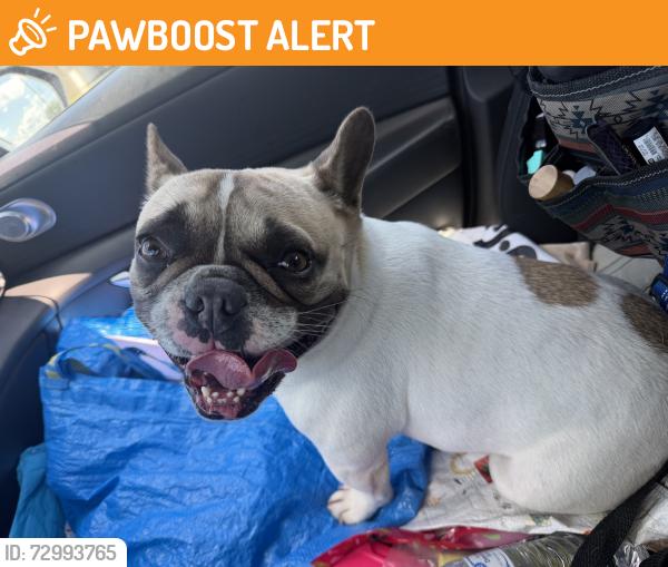 Found/Stray Unknown Dog last seen Berry View, Livingston Parish, LA 70726