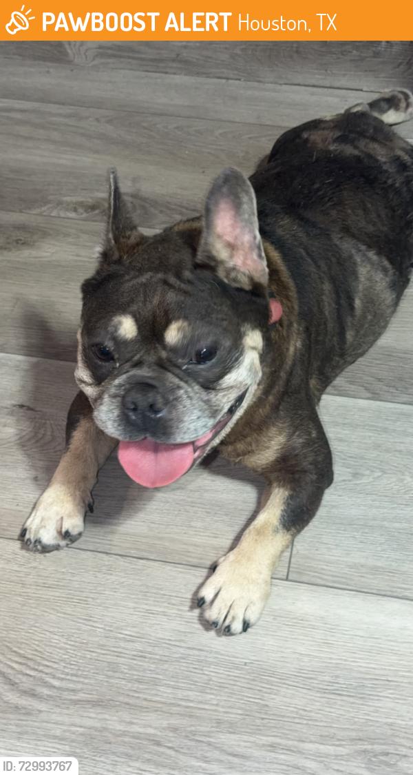 Found/Stray Male Dog last seen Tc Jester and Vikram, Houston, TX 77038