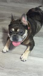 Found/Stray Male Dog last seen Tc Jester and Vikram, Houston, TX 77038