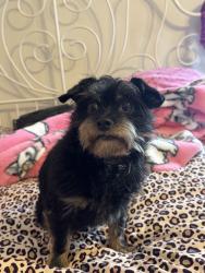 Lost Female Dog last seen Near E memorial loop dr houston tx 77007, Houston, TX 77007