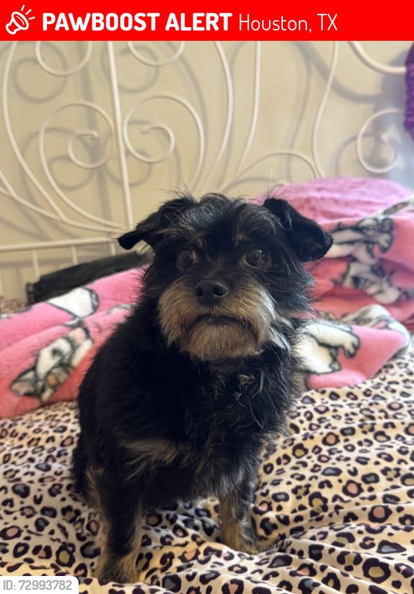 Lost Female Dog last seen Near E memorial loop dr houston tx 77007, Houston, TX 77007