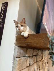 Lost Male Cat last seen Douglas Oaks Animal hosp/woods across Hwy 5, Douglasville, GA 30135