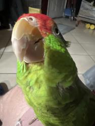 Lost Male Bird last seen Sequoyah Area, Oakland, CA 94605