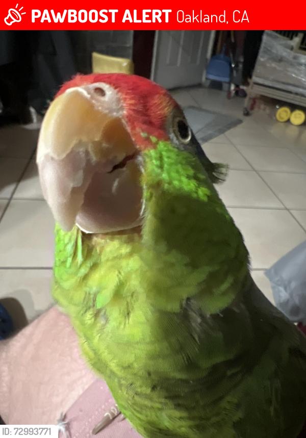 Lost Male Bird last seen Sequoyah Area, Oakland, CA 94605