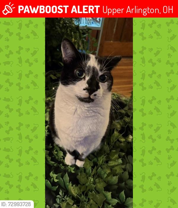 Lost Male Cat last seen W. Fifth Avenue, Upper Arlington, OH 43212