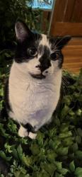 Lost Male Cat last seen W. Fifth Avenue, Upper Arlington, OH 43212