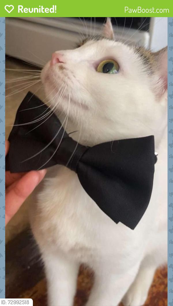 Reunited Female Cat last seen Washington Heights , Milwaukee, WI 53208