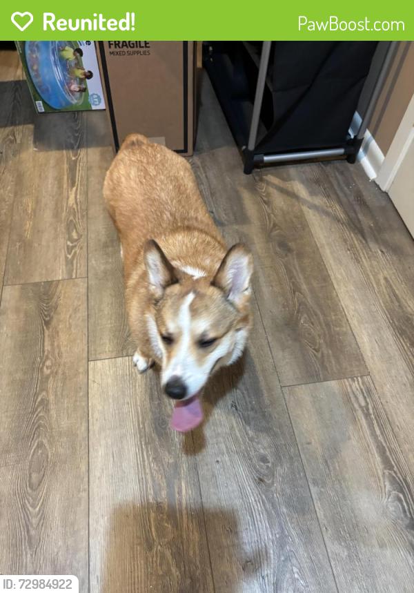 Reunited Male Dog last seen West wilderness way and Dunmoreland dr Shreveport , Shreveport, LA 71106