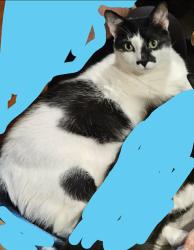 Reunited Male Cat last seen East broadway , Maryville, TN 37804