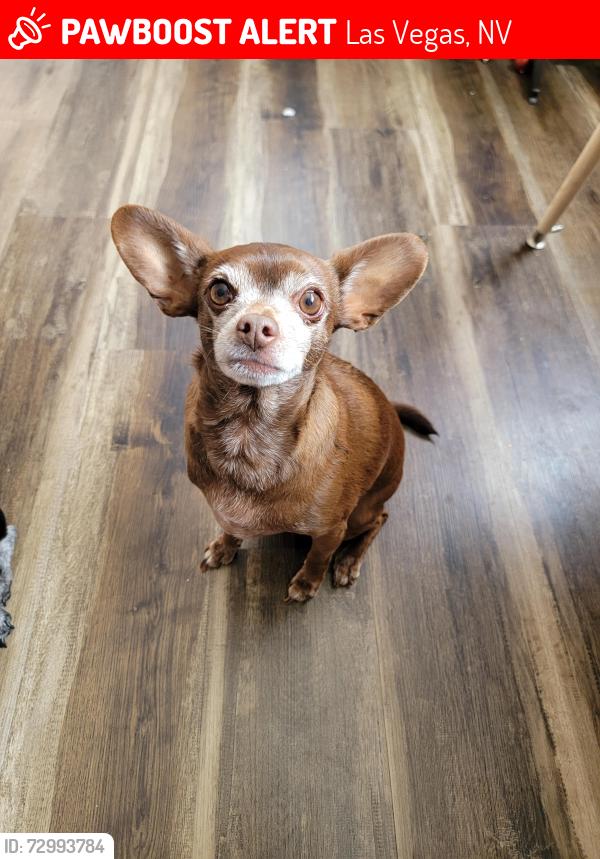 Lost Male Dog last seen Palo Verde High School, Las Vegas, NV 89144