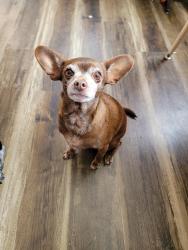 Lost Male Dog last seen Palo Verde High School, Las Vegas, NV 89144