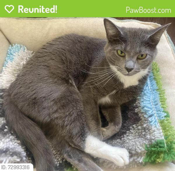 Reunited Female Cat last seen Cando place and Sioux Drive, Jacksonville, NC 28540