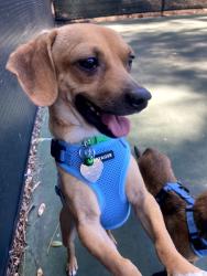 Reunited Male Dog last seen Bernardo Center Drive, San Diego, CA 92128