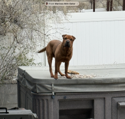 Reunited Male Dog last seen Near North Highway 89, Bountiful, UT 84010