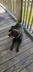 Found/Stray Female Dog last seen Harrison and main Street, Panama City, FL 32401