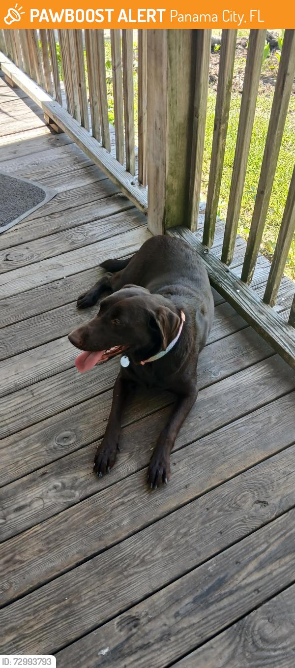 Found/Stray Female Dog last seen Harrison and main Street, Panama City, FL 32401