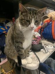 Lost Male Cat last seen Shallowford road, Kennesaw, GA 30144