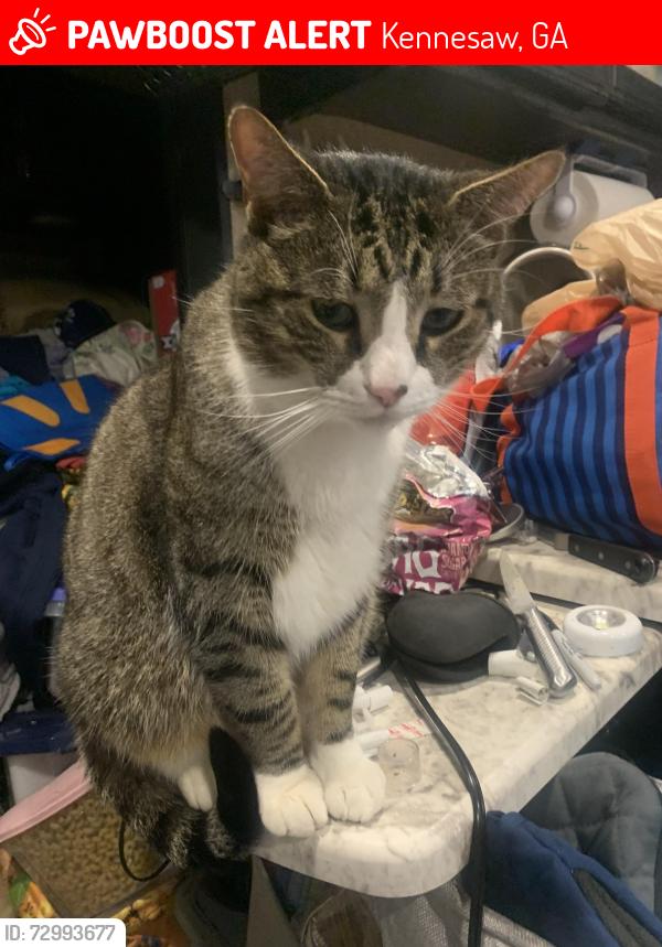 Lost Male Cat last seen Shallowford road, Kennesaw, GA 30144