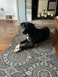 Lost Female Dog last seen Prescott Drive, McKnight, PA 15237