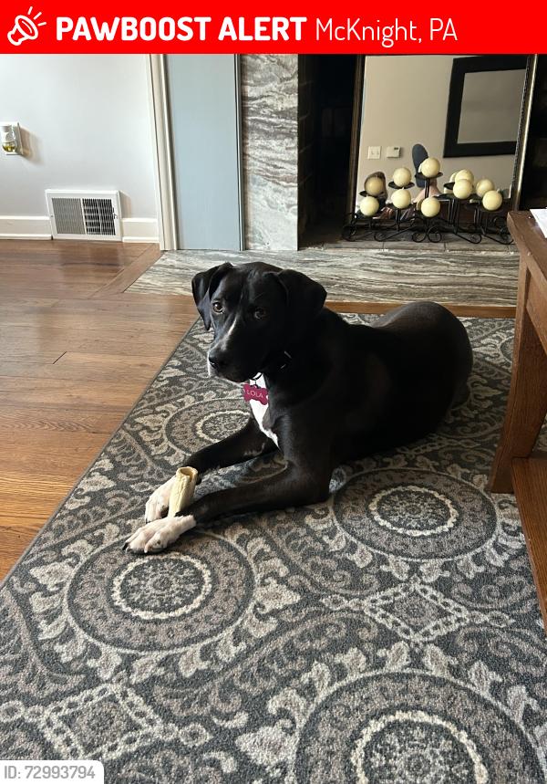 Lost Female Dog last seen Prescott Drive, McKnight, PA 15237