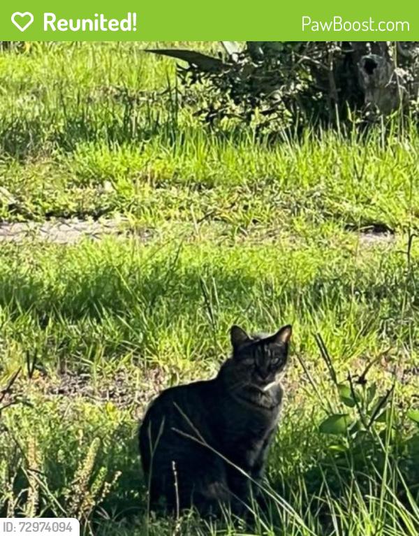 Reunited Female Cat last seen Between 17th and 18th on Foster, Panama City, FL 32405