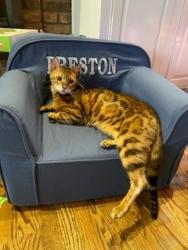 Lost Male Cat last seen DesPeres Rd and Dougherty Ferry Rd, Des Peres, MO 63131