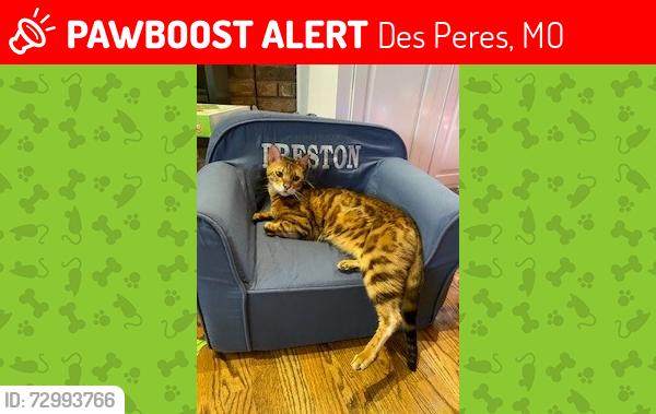 Lost Male Cat last seen DesPeres Rd and Dougherty Ferry Rd, Des Peres, MO 63131