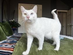 Lost Male Cat last seen Corner of Derringer Trail and Annie Oakley Trail in North Lamar, Austin, TX 78753