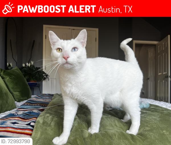 Lost Male Cat last seen Corner of Derringer Trail and Annie Oakley Trail in North Lamar, Austin, TX 78753