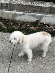 Reunited Male Dog last seen Near the old Jewish hosp now ran by UC, Cincinnati, OH 45229