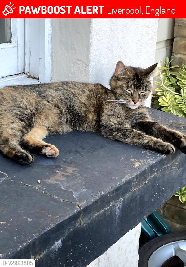 Lost Female Cat last seen Stena Line terminal, Liverpool, England 