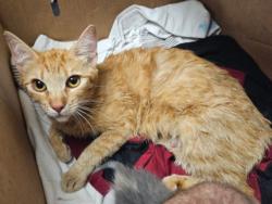 Shelter Stray Female Cat last seen , 14409 Vanowen St, Van Nuys, CA 91405, USA