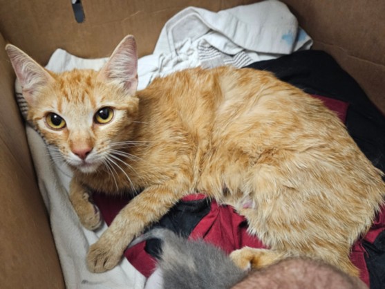 Shelter Stray Female Cat last seen , 14409 Vanowen St, Van Nuys, CA 91405, USA