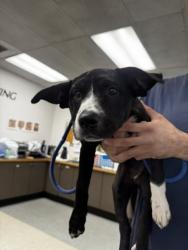 Shelter Stray Female Dog last seen , 14409 Vanowen St, Van Nuys, CA 91405, USA