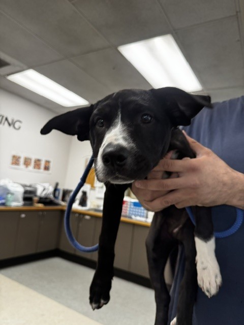 Shelter Stray Female Dog last seen , 14409 Vanowen St, Van Nuys, CA 91405, USA