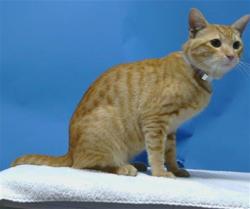 Shelter Stray Male Cat last seen , 216 W Victoria St, Gardena, CA 90248, USA