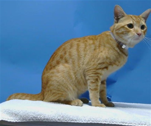 Shelter Stray Male Cat last seen , 216 W Victoria St, Gardena, CA 90248, USA