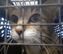 Shelter Stray Unknown Cat last seen Near BLOCK S ROFF AVE, 2811 SE 29th St, Oklahoma City, OK 73129, USA