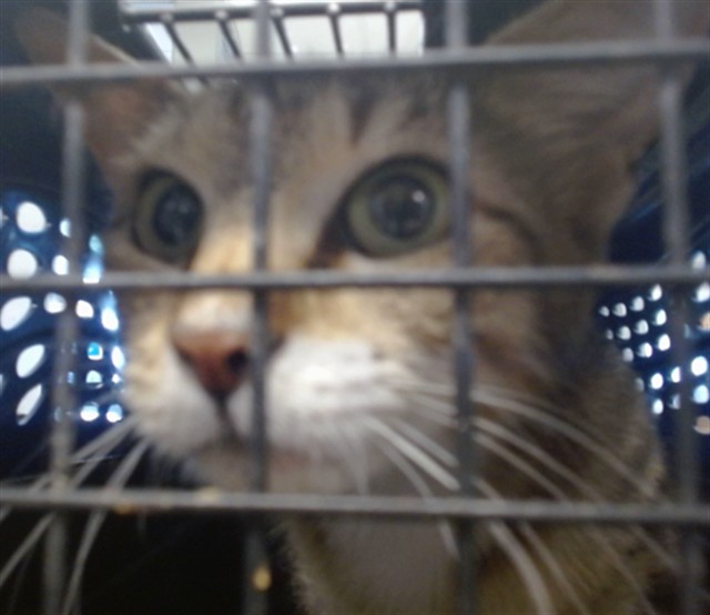 Shelter Stray Unknown Cat last seen Near BLOCK S ROFF AVE, 2811 SE 29th St, Oklahoma City, OK 73129, USA