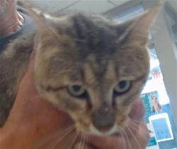 Shelter Stray Unknown Cat last seen Near BLOCK S ROFF AVE, 2811 SE 29th St, Oklahoma City, OK 73129, USA